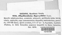 Phyllosticta forsythiae image